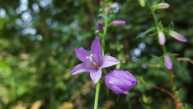 Akkerklokje - Campanula rapunculoides