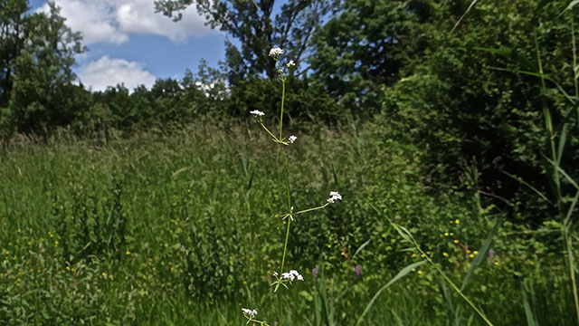 Moeraswalstro - Galium palustre