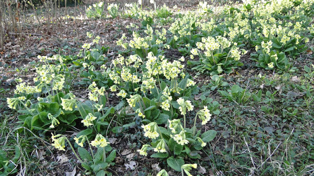 Slanke sleutelbloem - Primula elatior