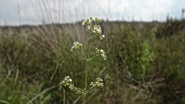 Liggend walstro - Galium saxatile