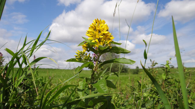 Grote wederik - Lysimachia vulgaris