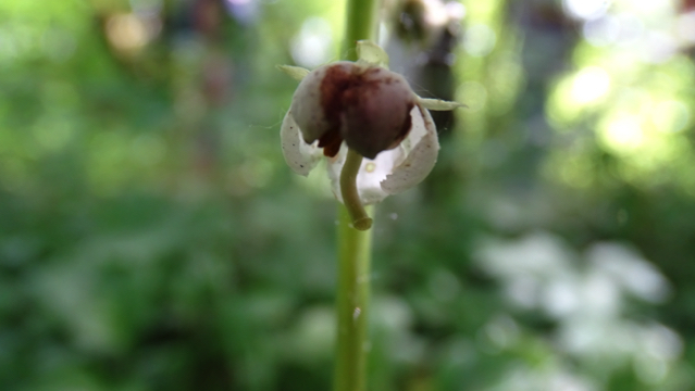 Rond wintergroen - Pyrola rotundifolia