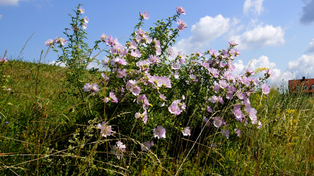 Vijfdelig kaasjeskruid - Malva alcea