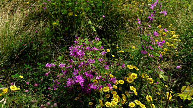 Groot kaasjeskruid - Malva sylvestris