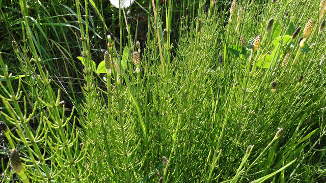 Lidrus - Equisetum palustre