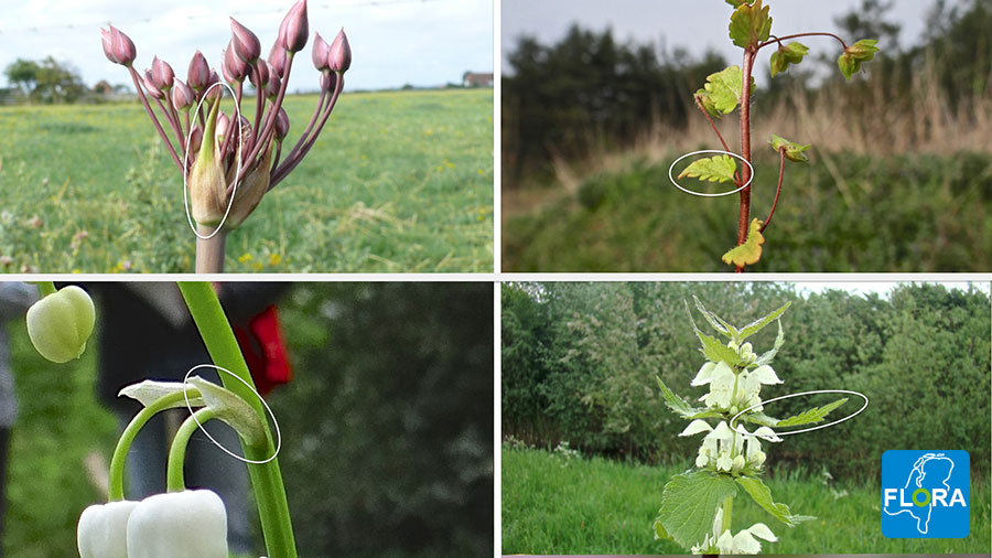 Adderwortel - Persicaria bistorta