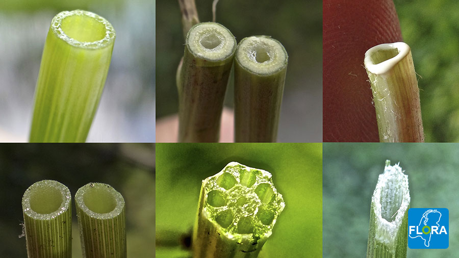 Adderwortel - Persicaria bistorta