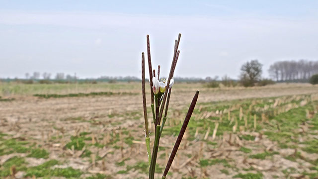 Kleine veldkers - Cardamine hirsuta