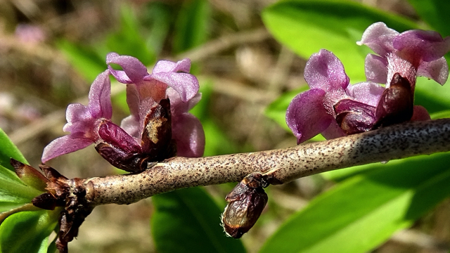 Rood peperboompje - Daphne mezereum