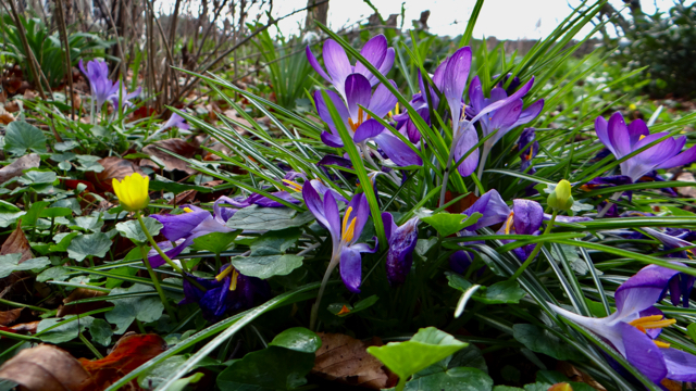 Boerenkrokus - Crocus tommasinianus