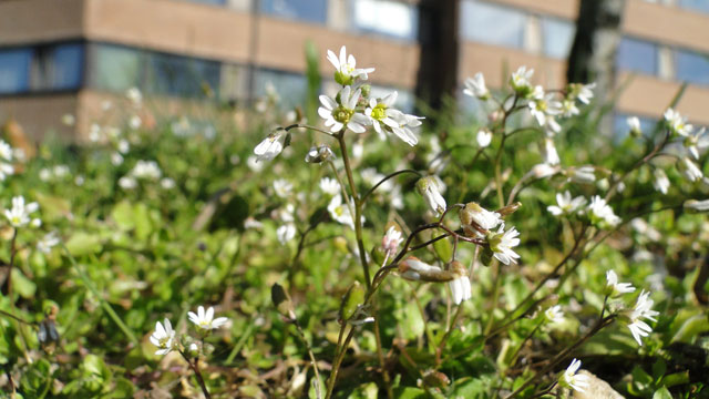 Vroegeling - Erophila verna