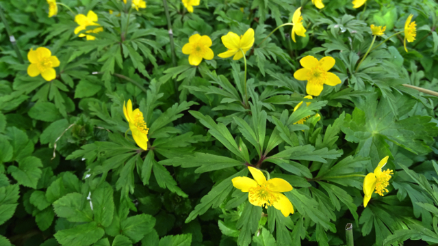 Gele anemoon - Anemone ranunculoides