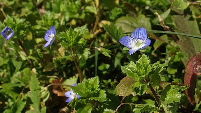 Grote ereprijs - Veronica persica