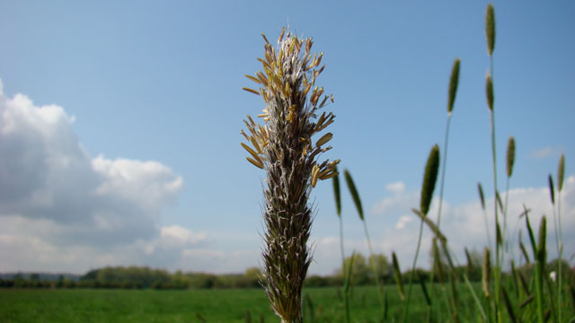 Grote vossenstaart - Alopecurus pratensis