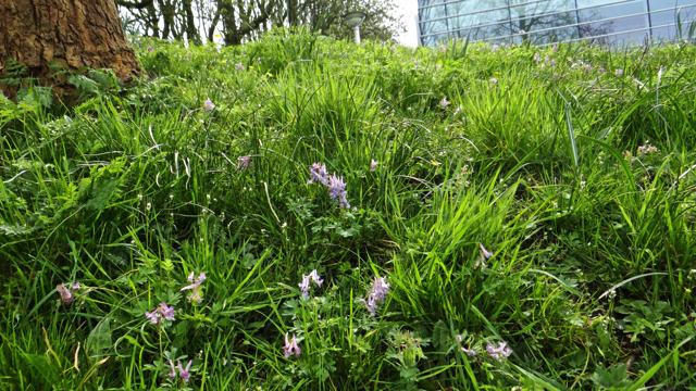 Vingerhelmbloem - Corydalis solida