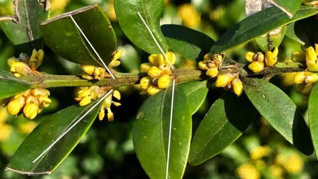 Buxus - Buxus sempervirens 