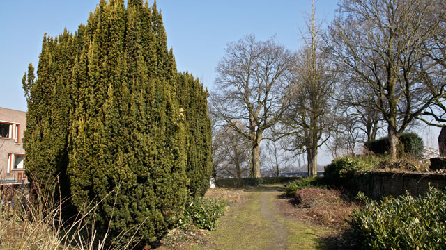 Taxus - Taxus baccata