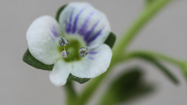 Grote tijm - Thymus pulegioides