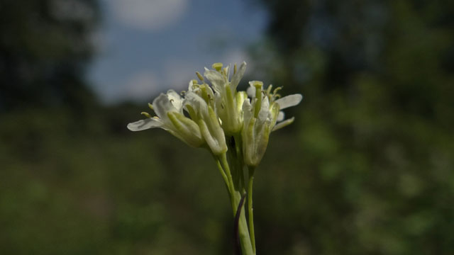 Torenkruid - Arabis glabra