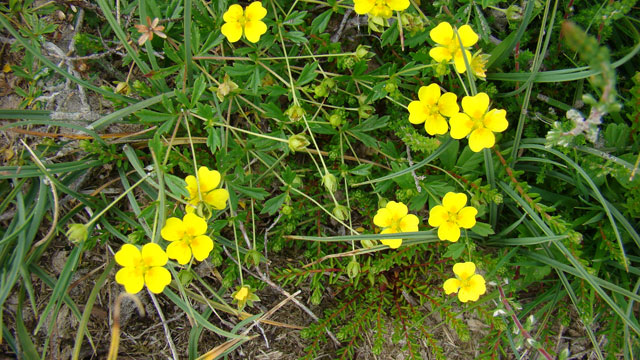 Tormentil - Potentilla erecta