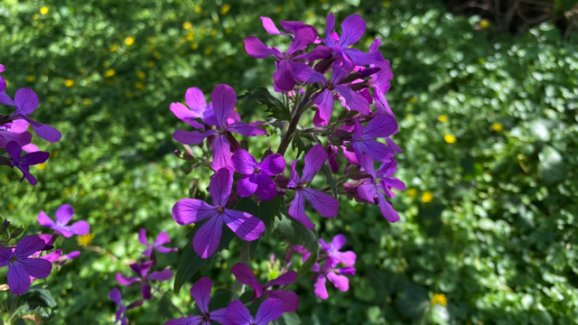 Tuinjudaspenning - Lunaria annua