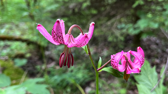 Turkse lelie - Lilium martagon