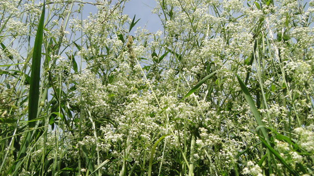 Glad walstro - Galium mollugo