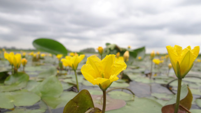 Watergentiaan - Nymphoides peltata