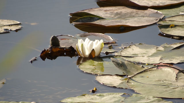 Witte waterlelie - Nymphea alba