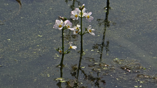 Waterviolier - Hottonia palustris