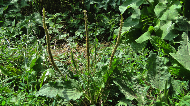 Grote weegbree - Plantago major s. major