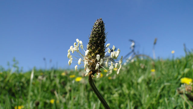 Smalle weegbree - Plantago lanceolata