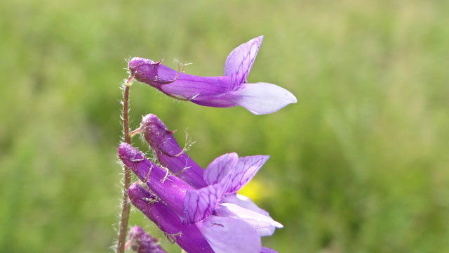 Bonte wikke - Vicia villosa