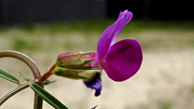 Smalle wikke - Vicia sativa subsp. nigra