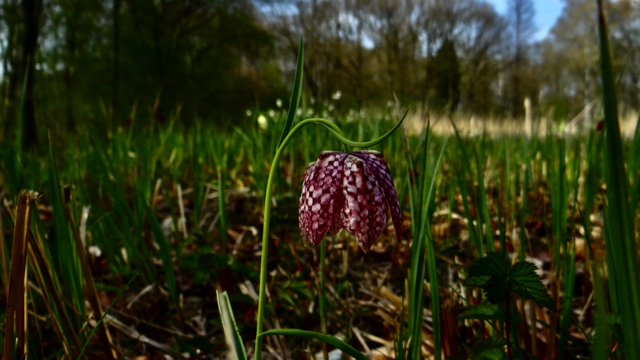 Wilde kievitsbloem - Fritillaria meleagris