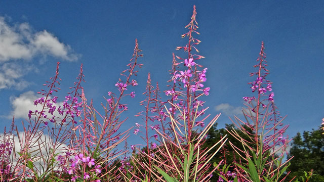 Wilgenroosje - Chamerion angustifolium