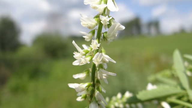 Witte honingklaver - Melilotus albus