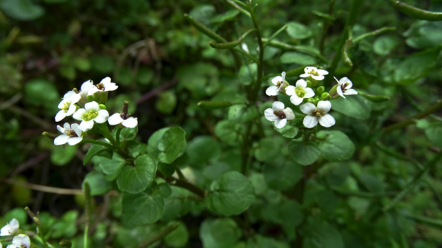 Witte waterkers - Nasturtium officinale