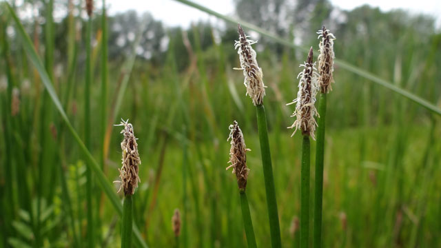 Gewone waterbies - Eleocharis palustris