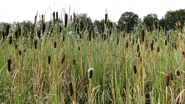 Grote lisdodde - Typha latifolia