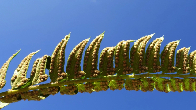 lamsoor - Limonium vulgare