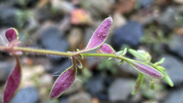 Kleine leeuwenbek - Chaenorhinum minus