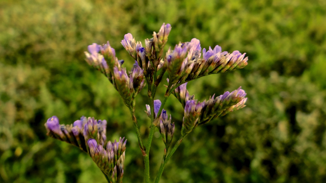 lamsoor - Limonium vulgare