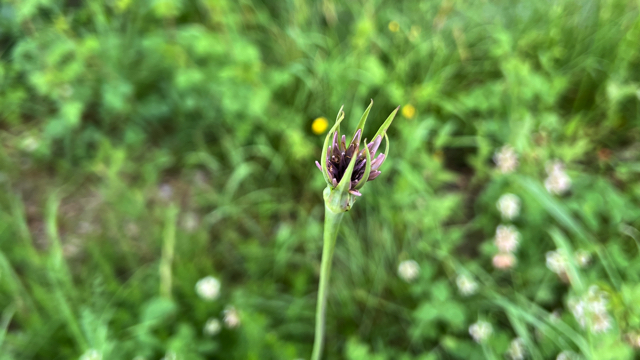 Paarse dovenetel - Lamium purpureum