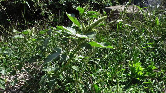 Papegaaienkruid - Amaranthus retroflexus