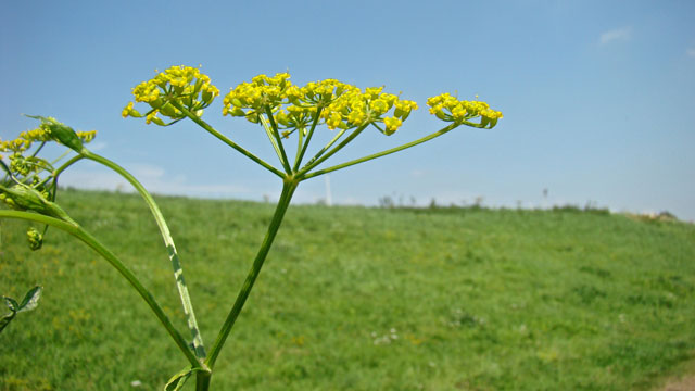 Pastinaak - Pastinaca sativa