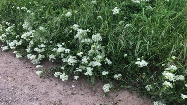 Pijlkruidkers - Lepidium draba