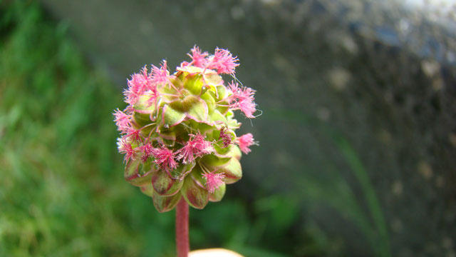 Kleine Pimpernel - Sanguisorba minor