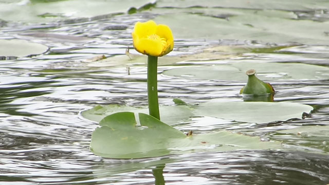 Gele plomp - Nuphar lutea