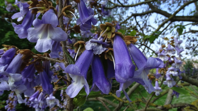 Anna Paulownaboom - Paulownia tomentosa